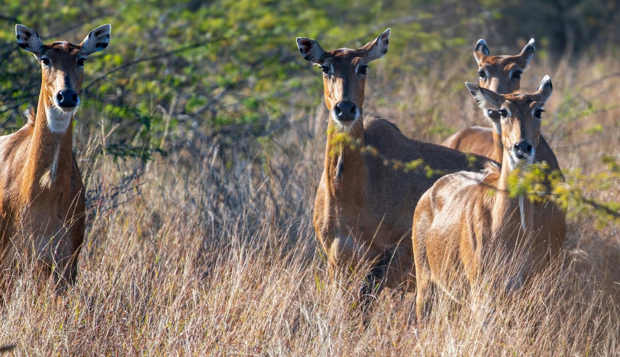 Rajasthan Wildlife Tour Package